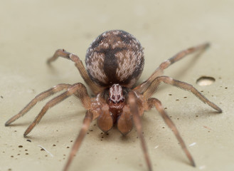Small Brown Mesh Web Spider With Large Palpus