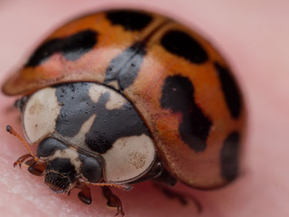 Portrait of Asian Lady Beetle on Skin