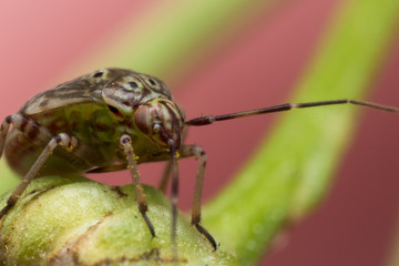 Tarnished Plant Bug on Green Flower Stem