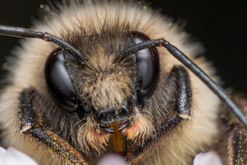 Bumblebee on Purple Flower Closeup
