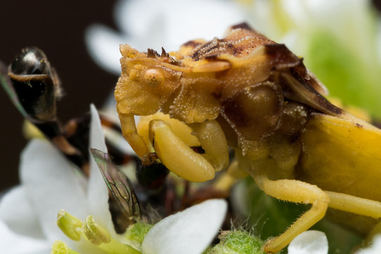 Yellow Ambush Bug Eats Small Bee on White Aster
