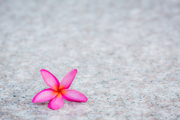 Fototapeta na wymiar frangipani flower isolated on stone background