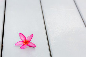 frangipani flower isolated on wooden background