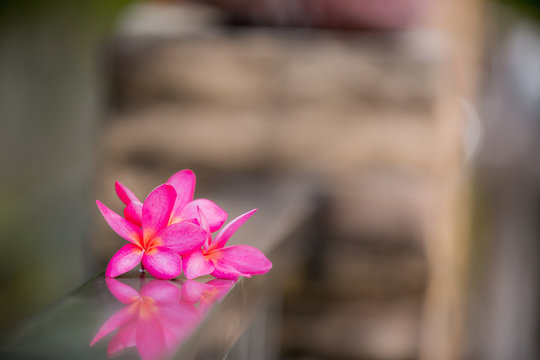White frangipani flowers