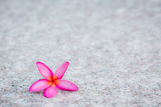 frangipani flower isolated on stone background
