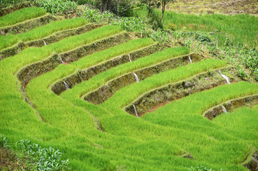 Green Terraced Rice Field in Chiangmai, Thailand