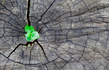 old wood