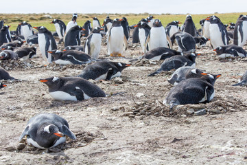 Gentoo Penguins nesting in colony
