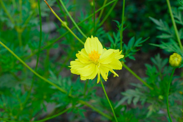 Coreopsis is a genus of flowering plants in the family Asteraceae. Common names include calliopsis and tickseed, a name shared with various other plants.