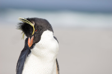 Rockhopper Penguin (Eudyptes chrysocome) close up portrait on be