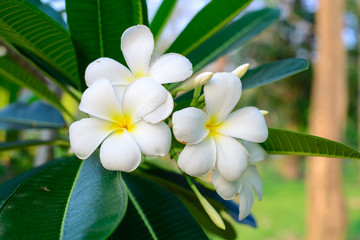 white and yellow frangipani flowers with leaves in background.