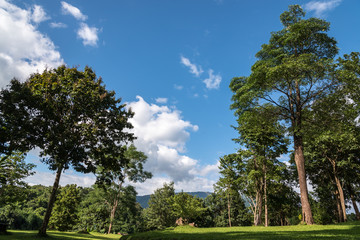 the beautiful forest in blue sky