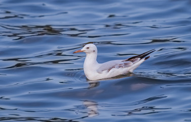 Rare Slender-billed Gull (Chroicocephalus genei) floating on the sea