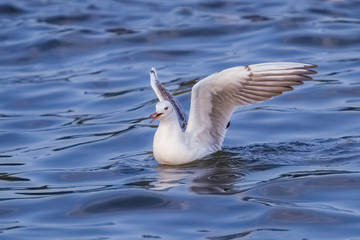 Fototapeta premium Rare Slender-billed Gull (Chroicocephalus genei) floating with open wings