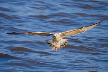 Strange direction of young Mongolian Gull(Larus mongolicus) flying 