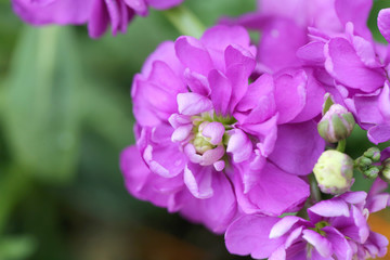 Purple flower is blooming.