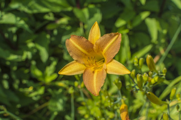Closeup of a Daylily flower glistening in the sunshine.