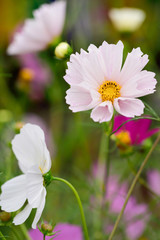 SeaShell Cosmos flower
