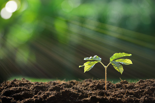 Young Plant In The Morning Light On Nature Background