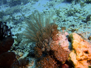 Crinoid, Island Bali