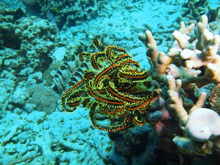 Crinoid, Island Bali