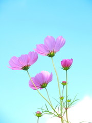 青空とコスモス