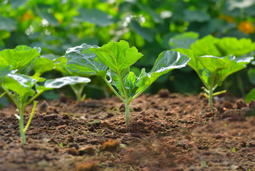 Chinese kale vegetable growing out of the earth on in garden