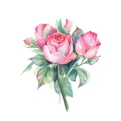 Roses. Small bouquet. Watercolor illustration