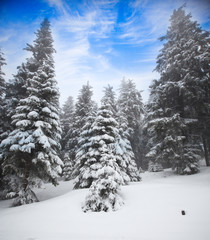 Fototapeta premium Christmas background with snowy fir trees