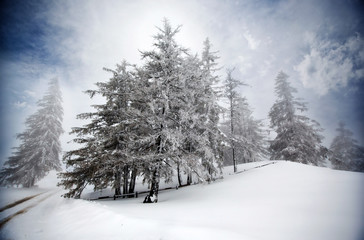 Christmas background with snowy fir trees