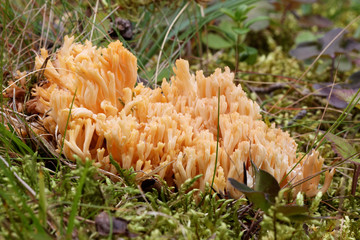Closeup of a yellow clavaria mushroom and moss