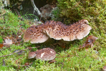 Closeup of hedgehog mushroom in moss