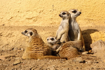 Group of suricates