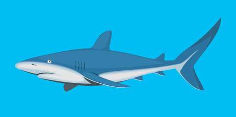 Fototapeta premium Shark