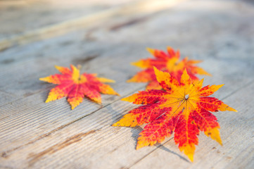 Obraz premium Autumn maple leaves on wooden background.