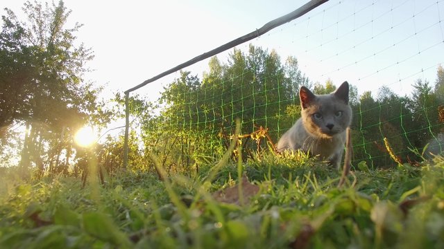 4K Curious cat looking at camera coming close to the camera fearfully