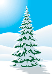 Snow covered fir tree