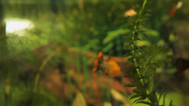 Fish In The Aquarium
