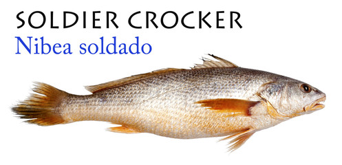 Soldier Croaker on Isolated White Background - Nibea soldado,  Lacepède, 1802..