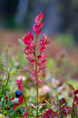 Ripe blueberries on the bush branches