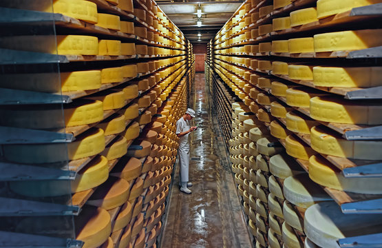 Rows upon row of swiss cheese left to mature in a cellar in Gruyere, Switzerland