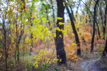 quiet autumn forest