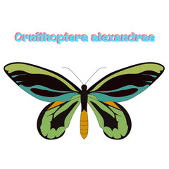 Butterfly Ornithoptera alexandrae vector 