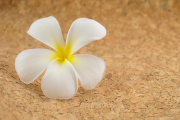 Thailand's plumeria