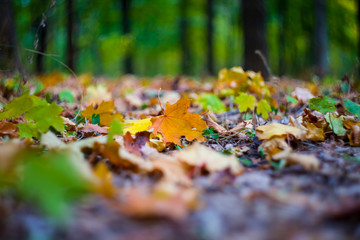 closeup autumn forest glade