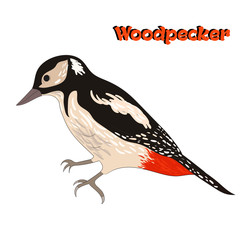 Bird woodpecker vector illustration