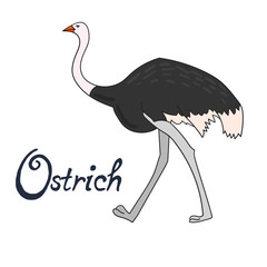 Bird ostrich vector illustration