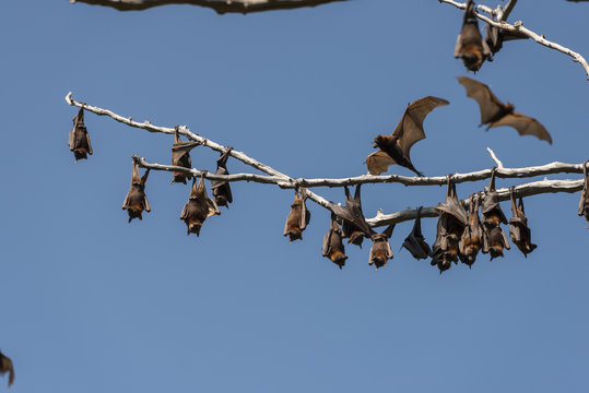 Little red flying-foxes roosting on an inland white mahogany tree and taking flight.