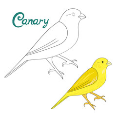 Educational game coloring book canary bird