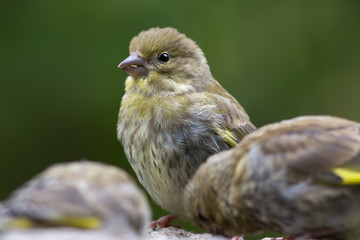 Bird feeding sunflower seeds from the feeder. Greenfinch. Cardue
